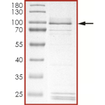 EGFR (L718Q), Active